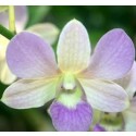 Dendrobium Orchids Plants DMB1367