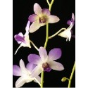 Dendrobium Orchids Plants DMB1369