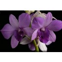 Dendrobium Orchids Plants DMB1373