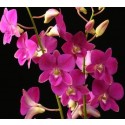 Dendrobium Orchids Plants DMB1386