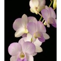 Dendrobium Orchids Plants DMB1387