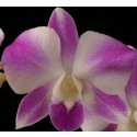 Dendrobium Orchids Plants DMB1388