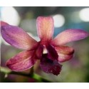Dendrobium Orchids Plants DMB1399
