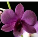 Dendrobium Orchids Plants DMB1315