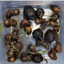 Dwarf Lily Aponogeton Natans Bulb