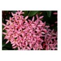 Dwarf Pink Ixora Flowering Plants