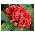 Dwarf Red Ixora Flowering Plants