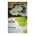 East West Seed Ipomoea Alba White Moonflower Vine Seeds