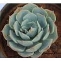 Echeveria Elegans Rose Succulent Plants