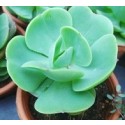 Echeveria Green Spoon Succulent Plants