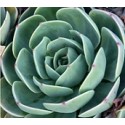 Echeveria Imbricata Succulent Plants