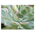 Echeveria Pulidonis Succulent Plants