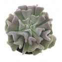 Echeveria Runyonii Succulent Plants