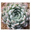 Echeveria White Zaragosa Succulent Plants