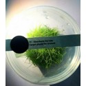 Eleocharis Parvula Dwarf Hairgrass