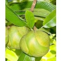 Elephant Apple Live Indian Garden Plants