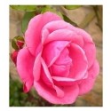 English Pink Rose Flowering Plants