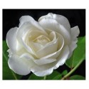 English White Rose Flowering Plants