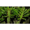 Euphorbia Neriifolia Succulent Plants