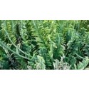 Euphorbia Tithymaloides Succulent Plants