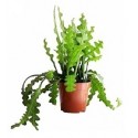 Fishbone Cactus Succulent Plants 