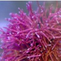 Galaxaura Marine Macro Algae
