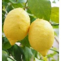 Gandharaj Lemon Live Indian Garden Plants