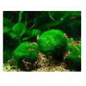 Jumbo Japanese Marimo Moss Ball