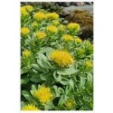 Golden Root Rhodiola Rosea Succulent Plants