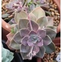 Graptoveria Douglas Huth Succulent Plants