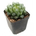 Haworthia Cooperi Succulent Plants 