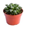 Haworthia Retusa Succulent Plants