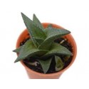 Haworthia Venosa Succulent Plants