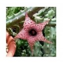 Huernia Hislopii Succulent Plants