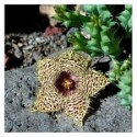 Huernia Hystrix Succulent Plants