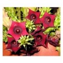 Huernia Schneideriana Succulent Plants