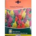 Hybrid Celosia Plumosa Flower Seeds