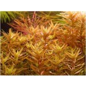 Rotala Rotundifolia