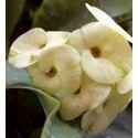 Ivory White Euphorbia Succulent Plants