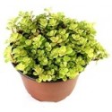 Japanese Golden Ogon Sedum Succulent Plants