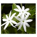 Jasmine Auriculatum Flowering Plants
