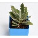 Kalanchoe Beharensis Roseleaf Succulent Plants