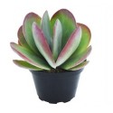 Kalanchoe Flapjack Succulent Plants