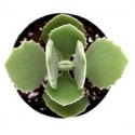 Kalanchoe Millotii Succulent Plants