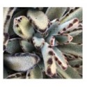 Kalanchoe Tomentosa Chocolate Soldier Succulent Plants