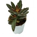 Kalanchoe Tomentosa Nigra Succulent Plants