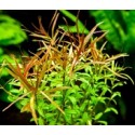 Ludwigia Arcuata