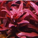 Ludwigia Glandulosa Dark Red