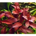 Ludwigia Repens Super Red 