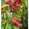 Lychee Live Indian Garden Plants